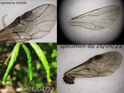 Blennocampinae